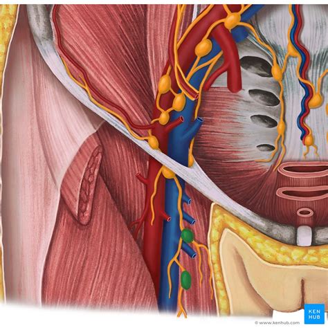 labia video|External female genitalia: Anatomy and blood supply .